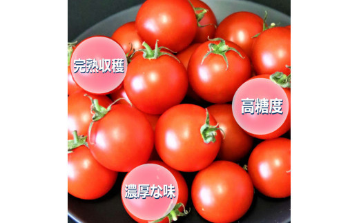 【定期便3回】出雲からの希トマト糖度8～10をお届け！