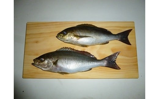 éæã®ãŸãªæ¿ïŒå®¶åºçšã倧ïŒ