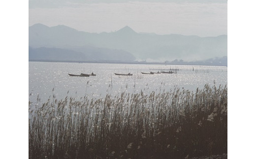 【３回定期便】ぷっくり大きな身！食べて美味しい！神西湖産大和しじみ