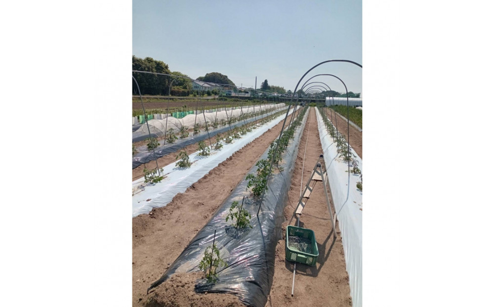 【隔月お届け・全6回定期便】季節の野菜セット10～12品目《栽培期間中 農薬・化学肥料不使用》出雲の畑から旬野菜をお届け［出雲 野菜セット おまかせ 詰め合わせ 送料無料 ふるさと納税］