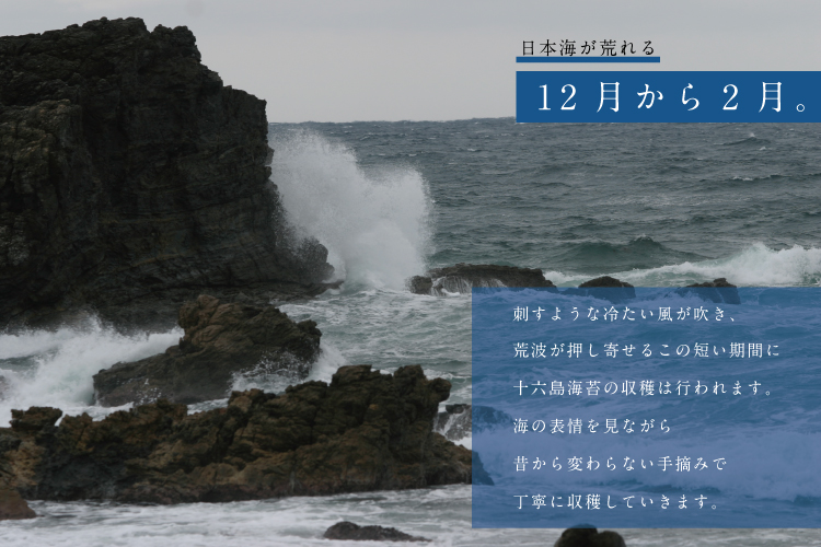 【希少】天然岩のり　十六島海苔（うっぷるいのり）【1_4-033】