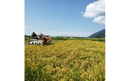 かむほどに口に広がる美味しさ　古代米入り玄米おかき「いづも美人」