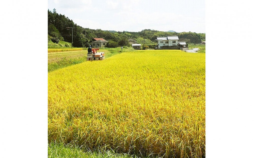 【ふるさと納税】お米　令和7年産　出雲コシヒカリ5kg
