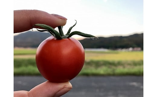 出雲の國からの贈り物～超トマト３ｋｇ＆ジュース２本