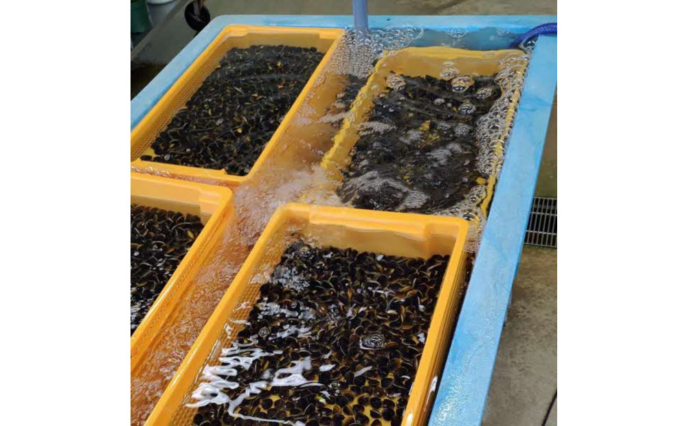 たっぷりエキスの特大しじみ！島根県宍道湖産大和しじみ砂抜き済み