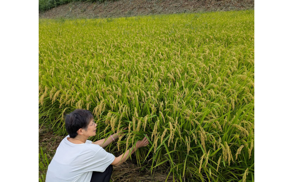 【令和7年産】有機肥料米ナオちゃんのお米【出雲市産きぬむすめ】5kg（1袋）美味しい お米 精米 有機栽培 出雲市産