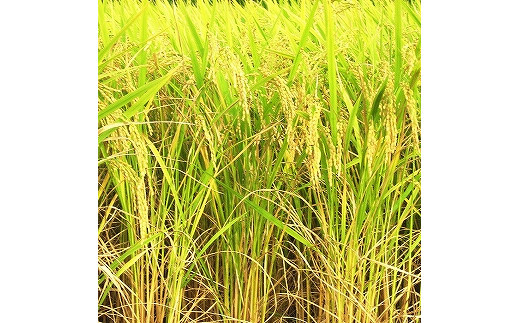 蜃コ髮イ逕」繧ウ繧キ繝偵き繝ェシ5kgシ嘉2陲九→蜃コ髮イ逕」縺阪〓繧縺吶aシ5kgシ嘉1陲