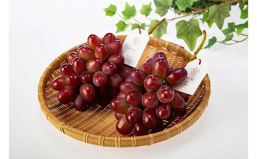 島根県オリジナル品種　神紅1房（500ｇ見当） 甘い 美味しい 新鮮  ぶどう フルーツ 果物 出雲市産