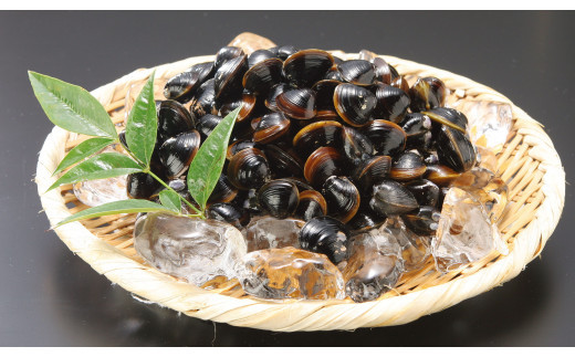 【３回定期便】ぷっくり大きな身！食べて美味しい！神西湖産大和しじみ