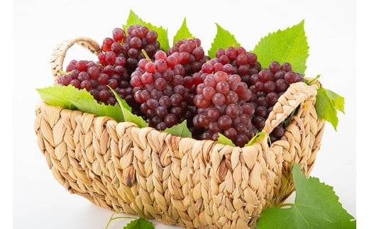 【2026年6月以降発送】いずもぶどうデラウェア 約1.5kg 7-8房 美味しい 先行予約 フルーツ 果物