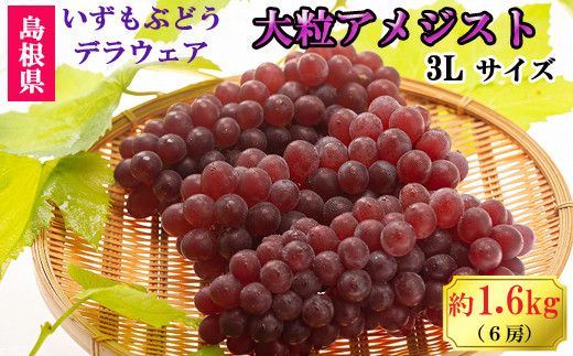 【2026年6月以降発送】いずもぶどう　デラウエア（出雲の大粒アメジスト）3Lサイズ 6房 1.6kg相当 美味しい 果物 フルーツ