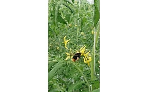 【定期便3回】出雲からの希トマト糖度8～10をお届け！