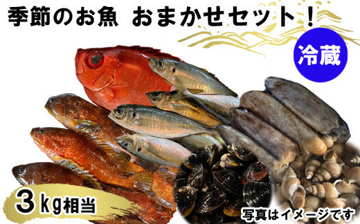 季節のおさかな、おまかせセット！3K相当