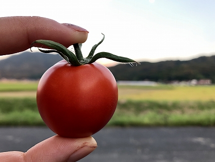 出雲の國からの贈り物〜トマトを超えた超トマト１kg【1_2-020】