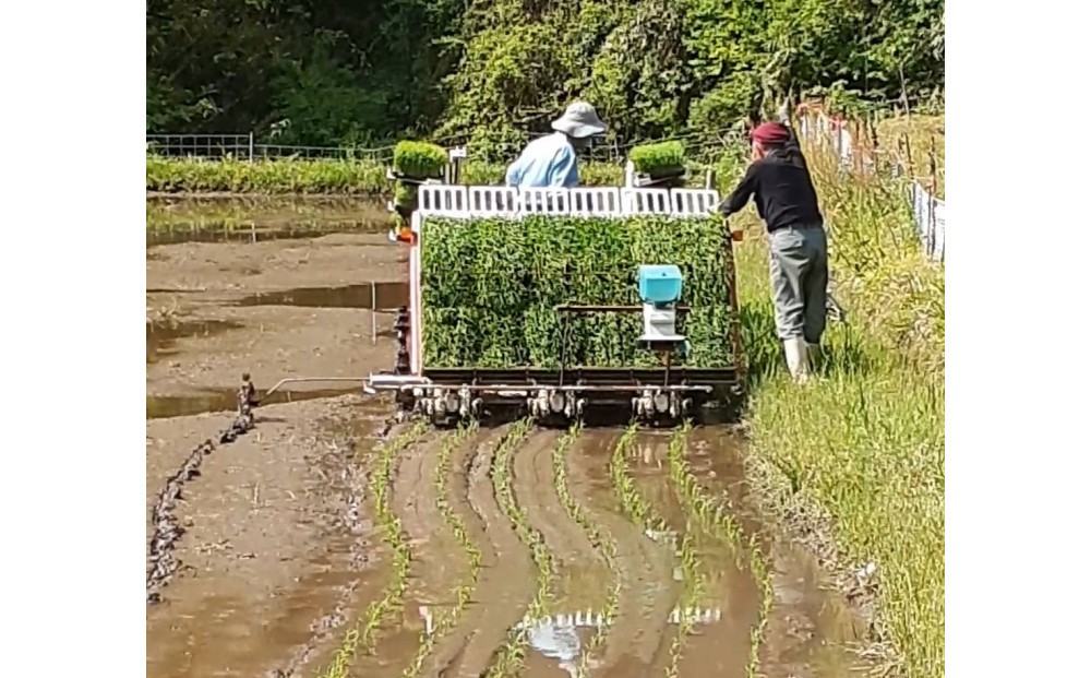 【令和7年産】有機肥料米ナオちゃんのお米【出雲市産きぬむすめ】4kg（1kg×4袋）美味しい お米 精米 贈答 有機栽培 出雲市産