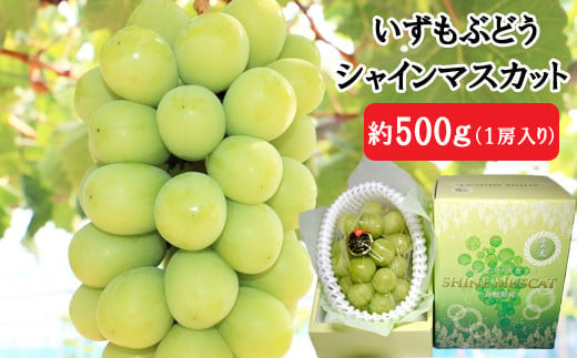 【2026年8月中旬以降発送】いずもぶどう　シャインマスカット(500ｇ見当) 先行 美味しい フルーツ 果物 出雲市産
