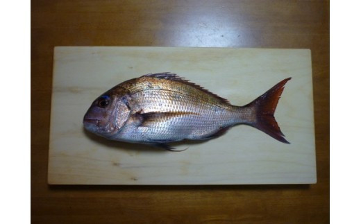 銀杏のまな板（大物用）