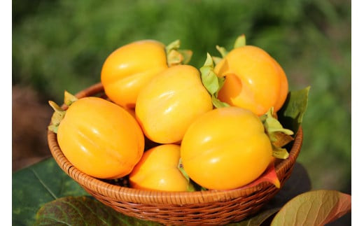 縲先涸蟆よ・ュ縺ョ霎イ螳カ縺御ス懊k縲大コ髮イ逕」隘ソ譚。譟ソ縲5kg