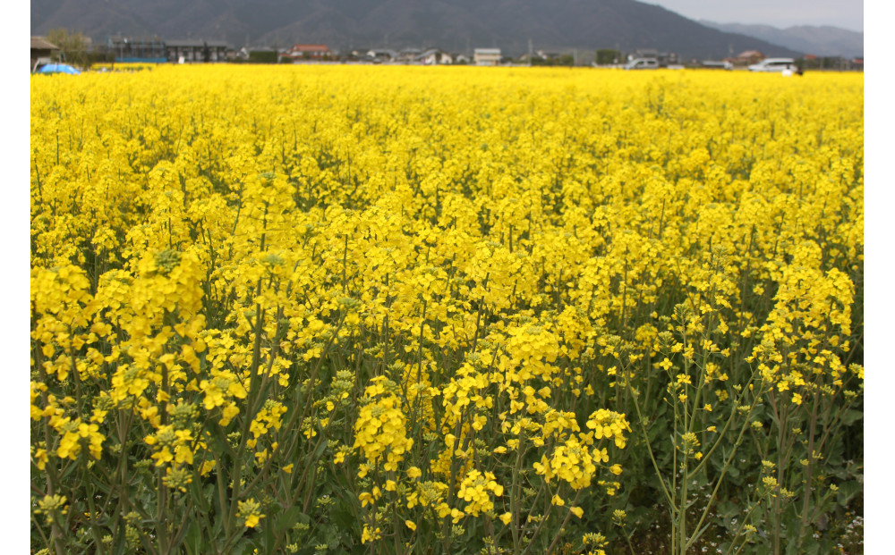 出雲の菜種油920ｇ×6本 セット