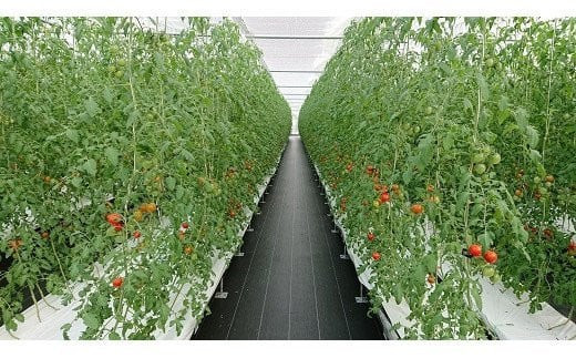 【定期便3回】出雲からの希トマト糖度8～10をお届け！