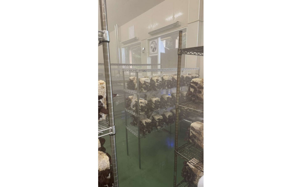 いりすのきのこ 生きくらげ（70g×4パック）