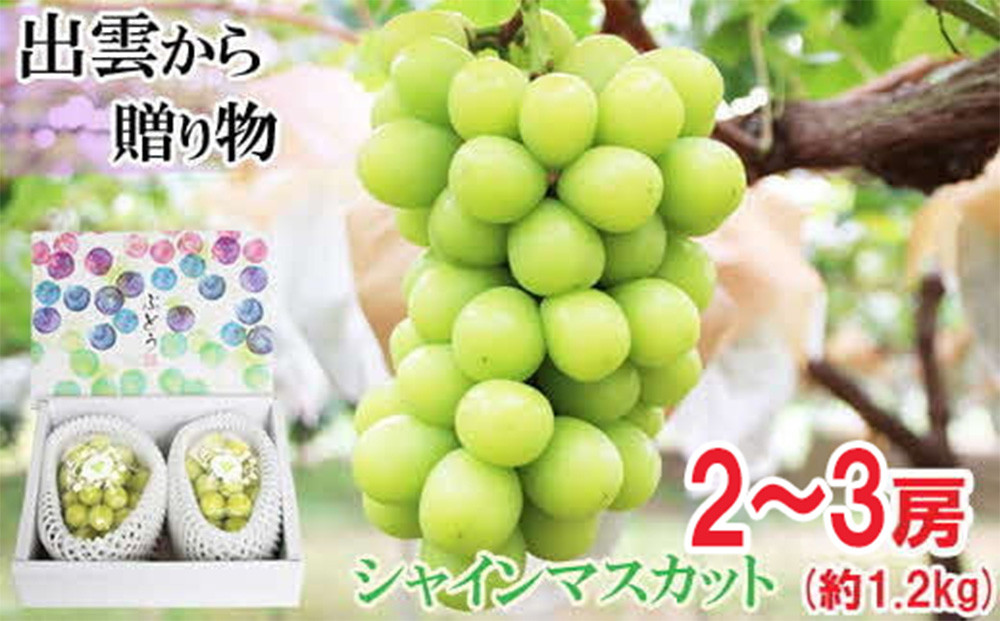 【2026年9月下旬以降発送】[農家直送]厳選シャインマスカット1.2kg箱[持田農園]