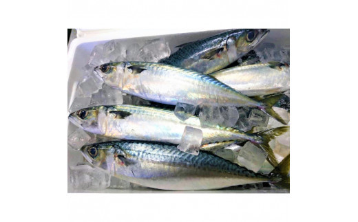 ãåºé²çžçµã³ãããŸãŒãã»ãã