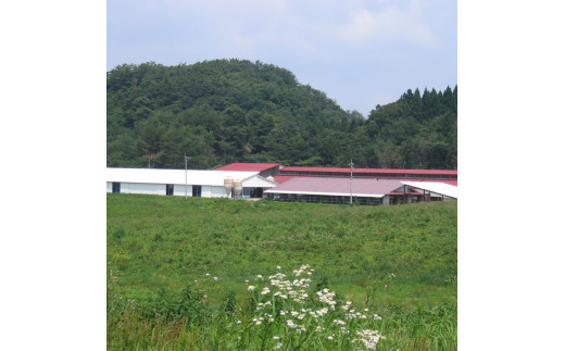 藤増 しまね和牛小間切り 600ｇ【冷蔵】