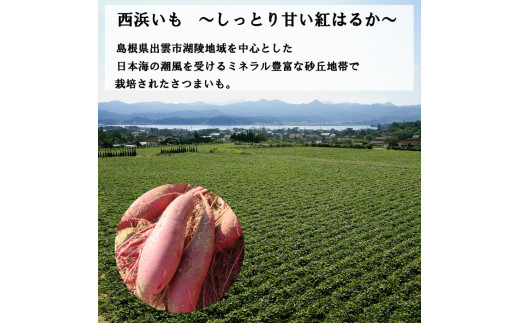 西浜いも（べにはるか）5kg