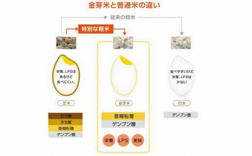 【定期便】BG無洗米・金芽米きぬむすめ 5kg×3ヵ月（毎月）計量カップ付き【令和7年産 3ヶ月 計15kg 東洋ライス 健康 島根県 安来市】【価格改定X】