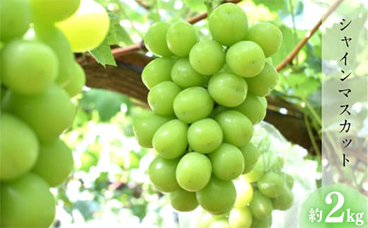 【先行受付】 シャインマスカット 約2kg【3～4房 期間 限定 先行 予約 ぶどう 厳選 2025年発送 皮ごと 甘い 緑 みどり 種なし 大きい 島根県 安来市】