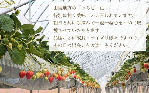 ãå
è¡äºçŽãã€ããŽ2åçš®ã»ãããé£ã¹æ¯ã¹ ãã¡ã çŽ290gÃ2ããã¯ èº å·èµ 宿¥ãã10-FA-02ã