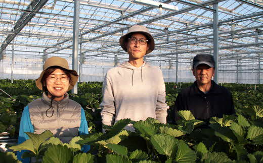 農場長厳選の美味しいいちご 400g【200g×2パック 苺 詰め合わせ 島根県 安来市産】