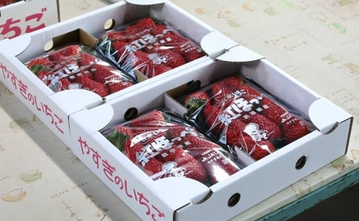 いちご 紅ほっぺ 2パックセット［島根県安来産　完熟いちご］【 先行予約 受付 完熟 苺 イチゴ 島根県産 甘い 人気 特産品 高級 フルーツ デザート 】