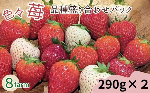 【先行予約】「色々苺」品種盛り合わせパック 品種かわかるメモ付【食べ比べ いちご イチゴ 約290g×2パック 苺 冷蔵 安来】【13-FA-01】