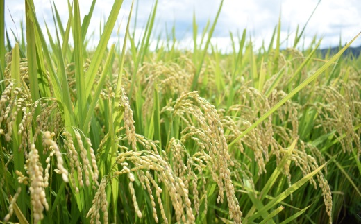 【定期便】BG無洗米・金芽米にこまる 5kg×12ヵ月（毎月）［令和5年産］
