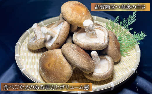 じょうとうじい茸2袋セット【しいたけ 椎茸 城東化成 乾燥しいたけ 干ししいたけ スライス】