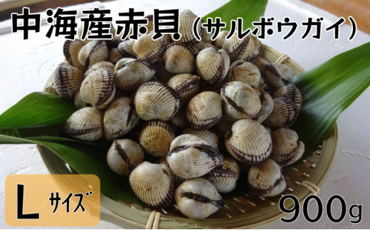 中海産赤貝（サルボウガイ）Ｌサイズ 900g【赤貝 中海産 貝 ぷりぷり 濃厚 料理 おつまみ 調理しやすい 養殖 おいしい おすすめ 送料無料 島根県 安来市】