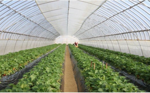 いちご 紅ほっぺ 4パックセット［島根県安来産　完熟いちご］【 先行予約 受付 完熟 苺 イチゴ 島根県産 甘い 人気 特産品 高級 フルーツ デザート 】