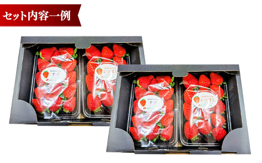 農場長厳選の美味しいいちご 1000g【250g×4パック 苺 詰め合わせ 厳選 フルーツ 果物 かおり野 紅ほっぺ よつぼし スターナイト すず 甘味 セット 化粧箱 島根県 安来市 安来市産】
