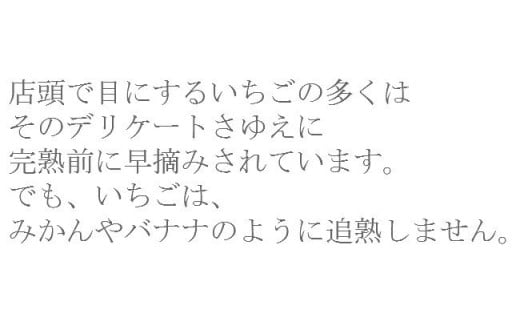 いちご 章姫 2パックセット［島根県安来産　完熟いちご］【 先行予約 受付 完熟 苺 イチゴ 島根県産 甘い 人気 特産品 高級 フルーツ デザート 】