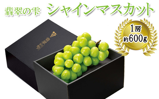 <翡翠の雫>シャインマスカット 1房 約600g×1【JU米子髙島屋選定品】 ギフト 高級 2026 予約 ぶどう 皮ごと 種なし 果物 フルーツ 樹上完熟 完熟 こだわり マスカット 朝採れ 島根県 安来市【34-O1-01】