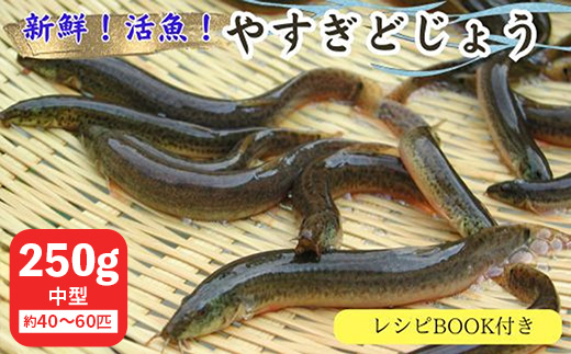 やすぎどじょう250g（女子高生制作どじょう料理レシピBOOK付き）【どじょう 活魚 生きたまま 食用 養殖 やわらかい 弾力 クセがない レシピ付き 魚 美味しい 栄養 食べやすい 新鮮 島根県 安来市】【価格変更】【09-DS-01】