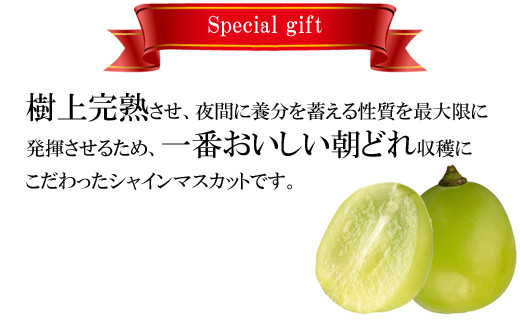 <翡翠の雫>シャインマスカット 1房 約600g×1【JU米子髙島屋選定品】 ギフト 高級 2026 予約 ぶどう 皮ごと 種なし 果物 フルーツ 樹上完熟 完熟 こだわり マスカット 朝採れ 島根県 安来市【34-O1-01】