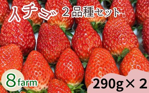 【先行予約】イチゴ2品種セット【食べ比べ いちご 約290g×2パック 苺 冷蔵 安来】【10-FA-02】