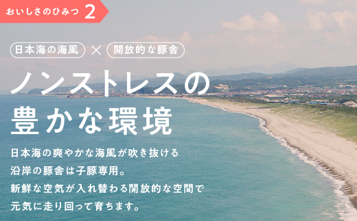 【12/31迄限定寄附額】【4月発送】 まる姫ポーク 切り落とし 2.4kg（300ｇ×8パック）豚肉 お肉 肉 切りおとし 切落し 切り落し スライス AK-19_4
