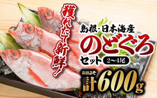 鮮魚セットD【のどぐろ2〜4尾 計約600g】島根 山陰 日本海産 のどぐろ