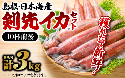 鮮魚セットC【イカ 10杯前後 計約3kg】島根 山陰 日本海産 いか イカ 烏賊