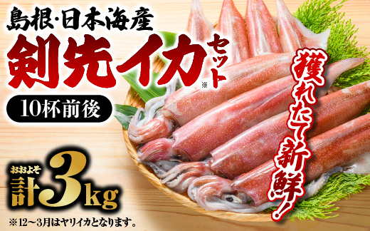 鮮魚セットC イカ 10杯前後 計約3kg 島根 山陰 日本海産