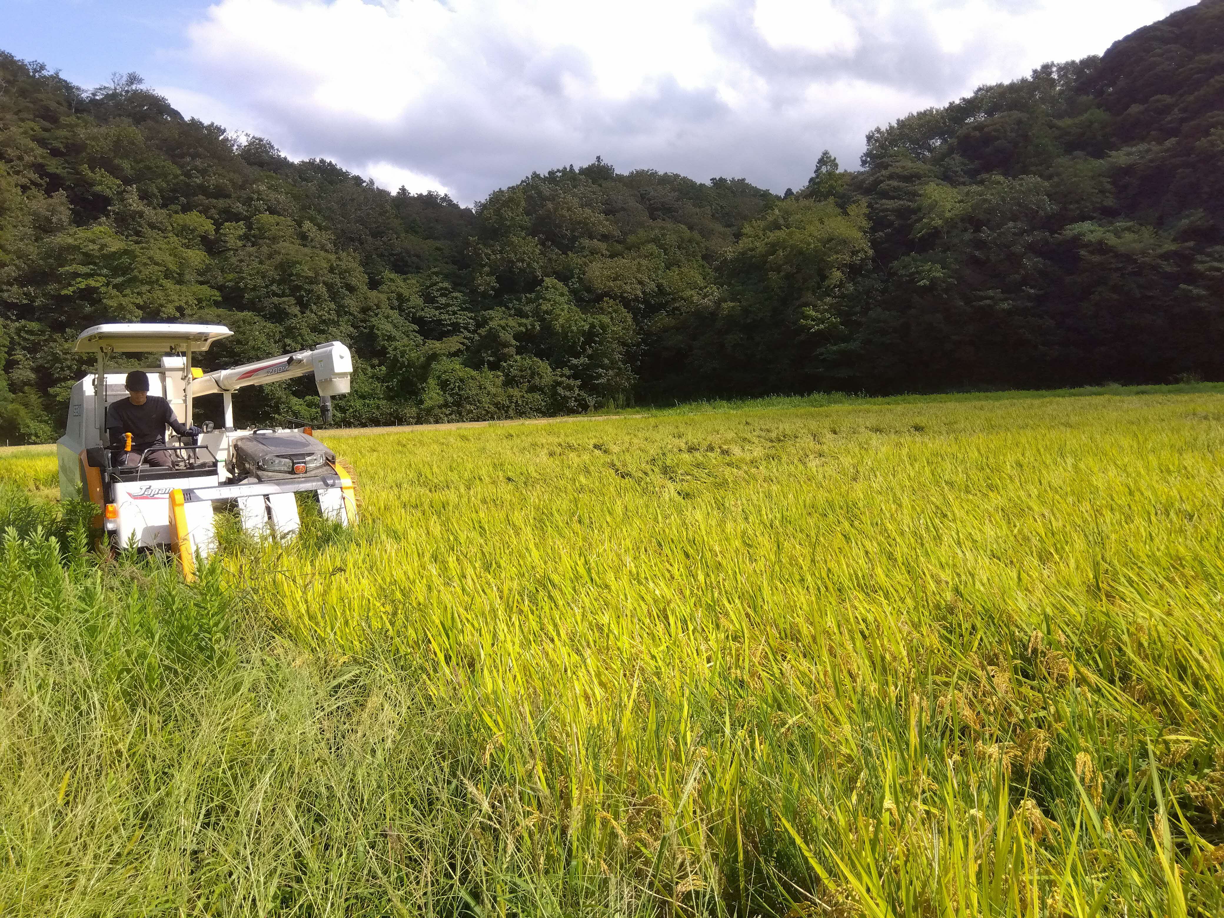 【定期便】R6産（新米）島根県 江津市産 邑智郡産 きぬむすめ10㎏ 3ヵ月定期便【FY-4】